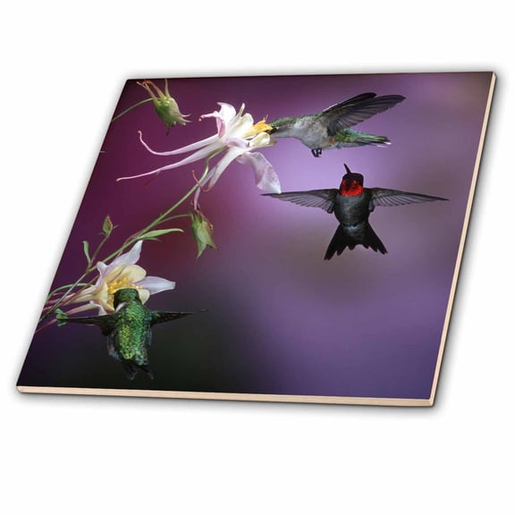 3dRose, Ruby-throated Hummingbirds males and female at McKana Hybrid Columbine, 12 Inch Ceramic Tile