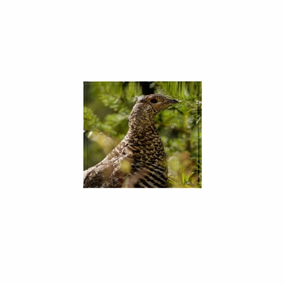 3dRose, Ruffed grouse, Manning Park, British Columbia-CN02 PCL0130 - Paul Colangelo, 11x12 Wash Cloth for Face and Body