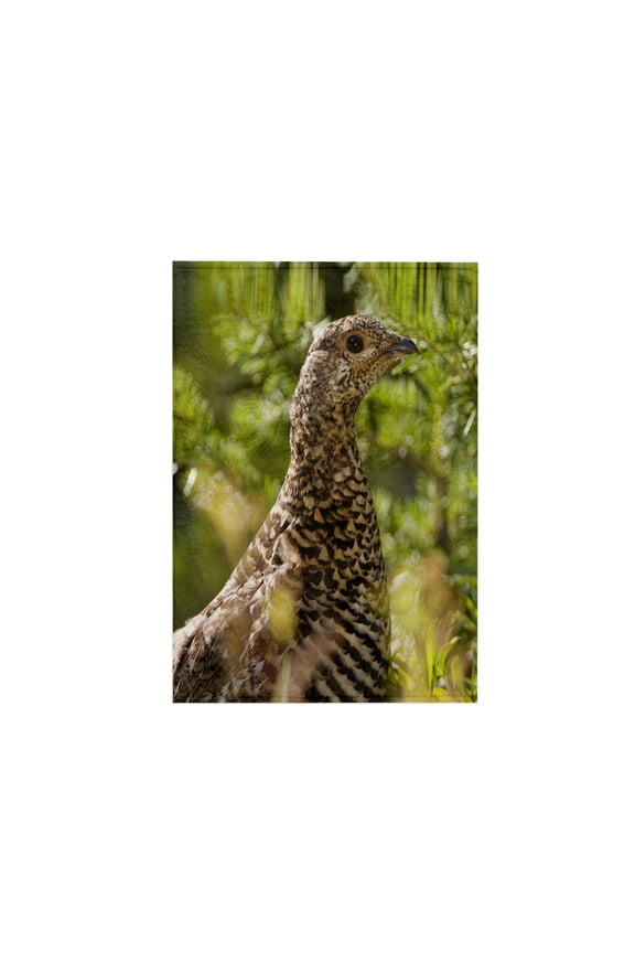 , Ruffed grouse, Manning Park, British Columbia-CN02 PCL0130 - Paul Colangelo, 15x22 Hand Towel
