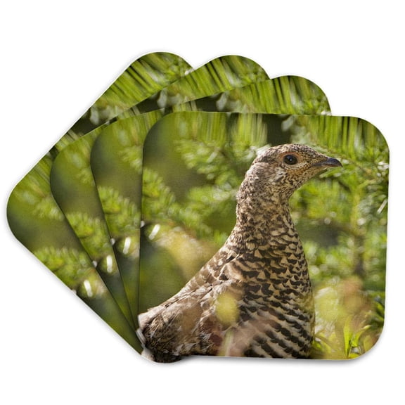 3drose, Ruffed Grouse, Manning Park, British Columbia-cn02 Pcl0130 - Paul Colangelo, Set of 4 Coasters - Soft