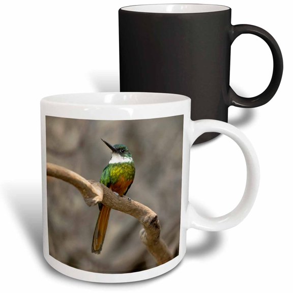 3drose, Rufous-tailed Jacamar, on Tree Branch, Northern Pantanal, Brazil, 11oz Magic Transforming Mug