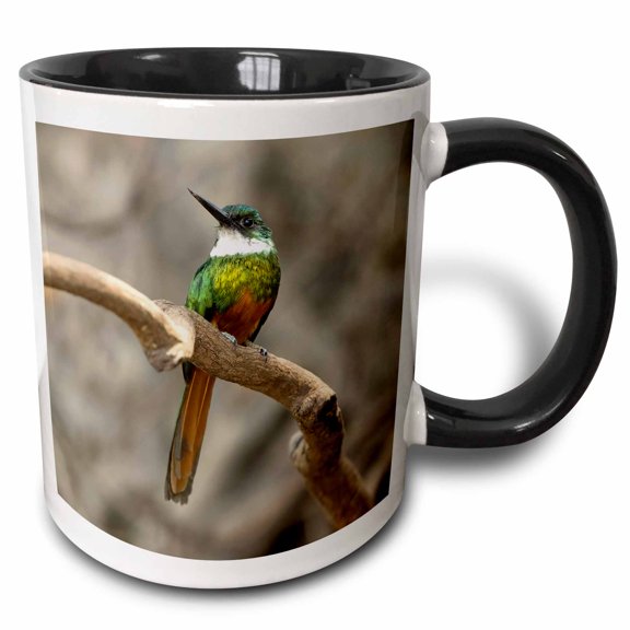 3drose, Rufous-tailed Jacamar, on Tree Branch, Northern Pantanal, Brazil, 11oz Two-tone Black Mug