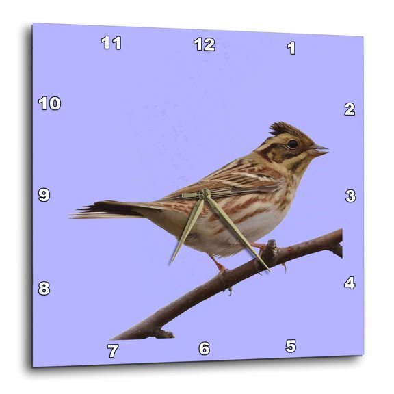 3drose, Rustic Bunting Bird Vector Isolated, 15x15 Wall Clock