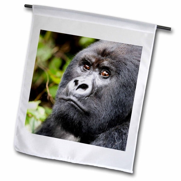 3dRose, Rwanda, Volcanoes NP. Silverback mountain gorilla at peace,, 12 x 18 inch Garden Flag