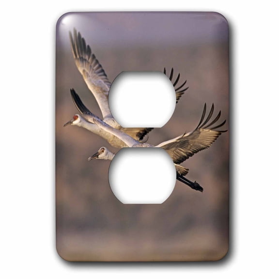 3dRose, Sandhill Crane bird, Bosque del Apache New Mexico - US32 RNU0005 - Rolf Nussbaumer, 2 plug outlet cover