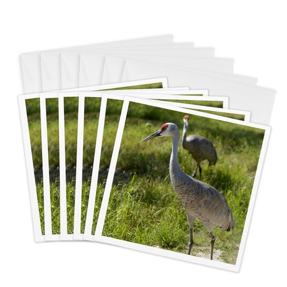 3drose, Sandhill Crane Birds Nebraska - Us26 Gha0062 - Gayle Harper, 6 Greeting Cards with Envelopes
