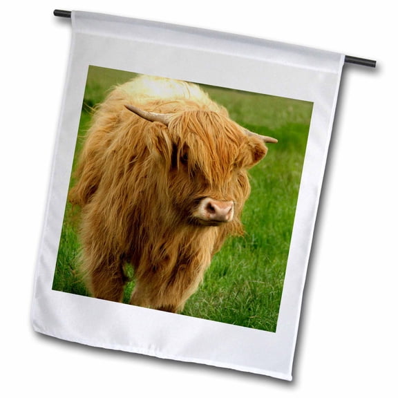 3dRose, Scotland, Highland cow, farm animal - EU36 CMI0128 - Cindy Miller Hopkins, 12 x 18 inch Garden Flag
