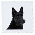thumbnail image 1 of 3dRose, Scottish terrier, 10x10 inch quilt square, 1 of 1