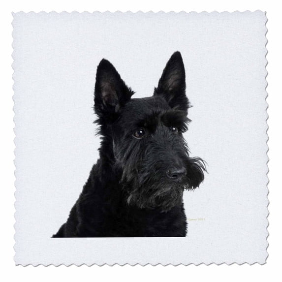 3dRose, Scottish terrier, 10x10 inch quilt square