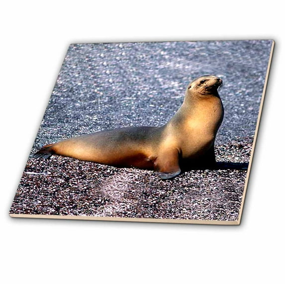 3dRose, Sea Lion, 6 Inch Ceramic Tile