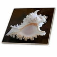 thumbnail image 1 of 3dRose, Sea Shell, 6 Inch Glass Tile, 1 of 1