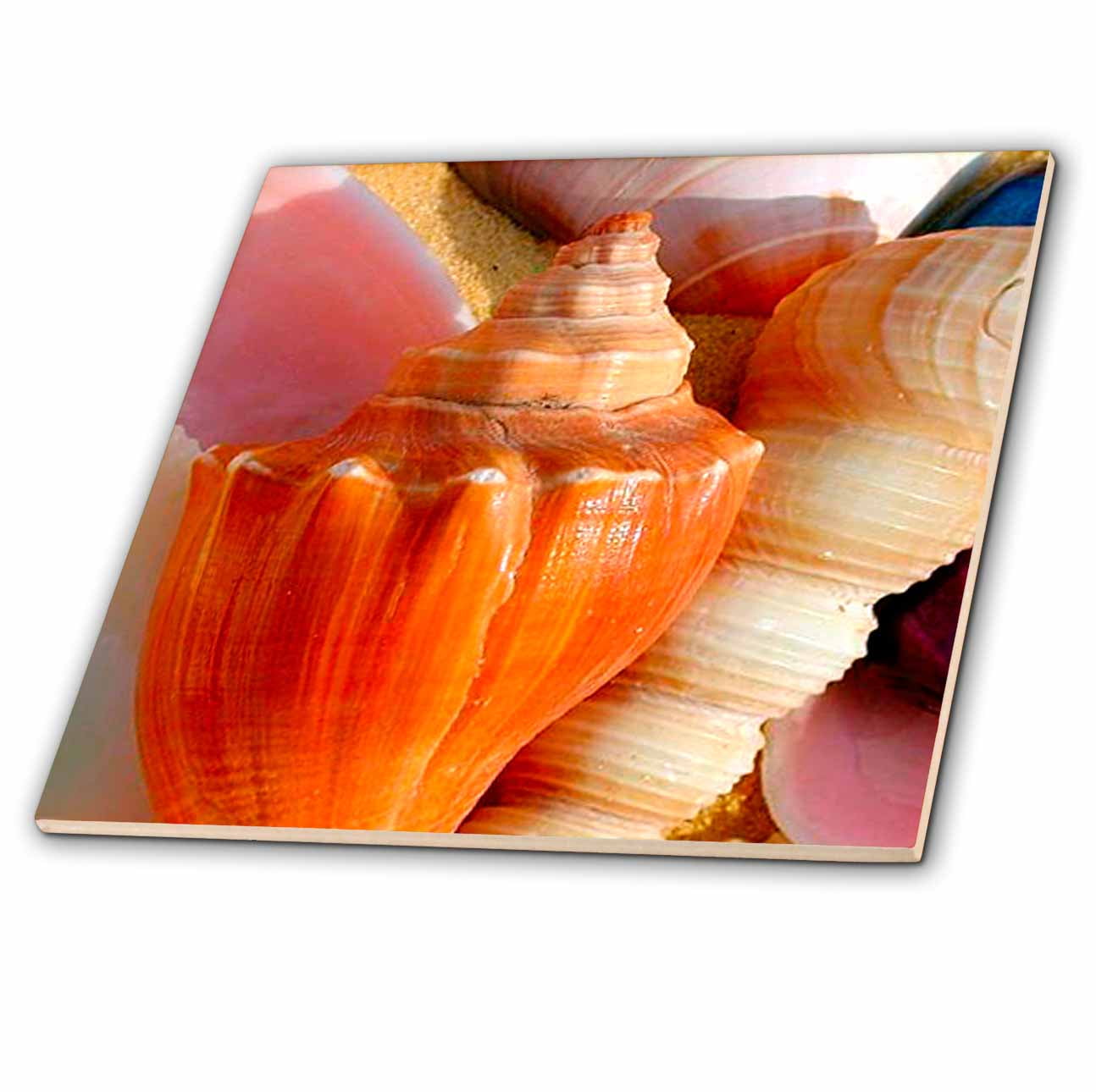 seashell　4枚 Giant 22