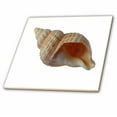 thumbnail image 1 of 3dRose, Seashell with White Background, 6 Inch Ceramic Tile, 1 of 1