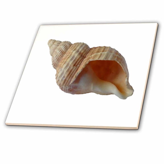 3dRose, Seashell with White Background, 6 Inch Ceramic Tile