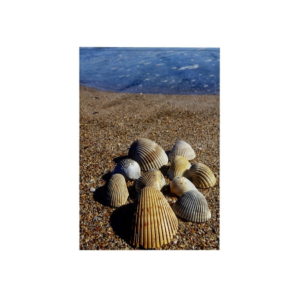 3dRose, Seashells, Jacksonville, St. Johns River, Florida - US10 GJO0234 - Greg Johnston, 15x22 Hand Towel