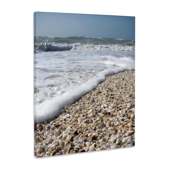 3dRose, Seashells, Sanibel Island, Gulf Coast, Florida - US10 DFR0166 - David R. Frazier, Museum Grade Canvas Wrap 11x14