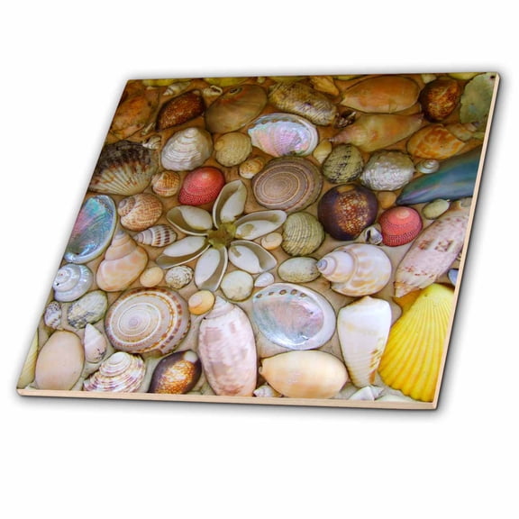 3dRose, Seashells photography - colorful sea shells pattern - sea ocean seaside nautical beach feel decor, 4 Inch Ceramic Tile