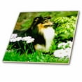thumbnail image 1 of 3dRose, Sheltie, 6 Inch Ceramic Tile, 1 of 1