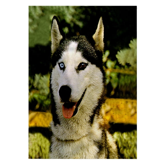 3dRose, Siberian Husky, 22x30 Bath Hand Pool Towel