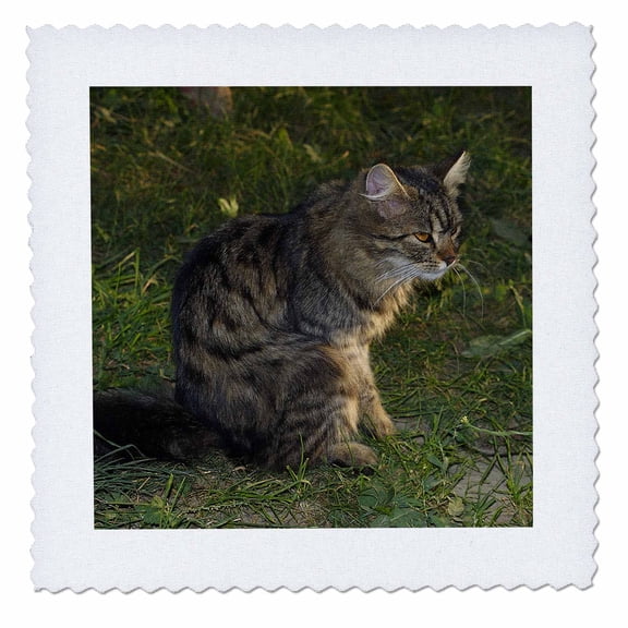 3dRose, Sitting cat, 8x8 inch quilt square