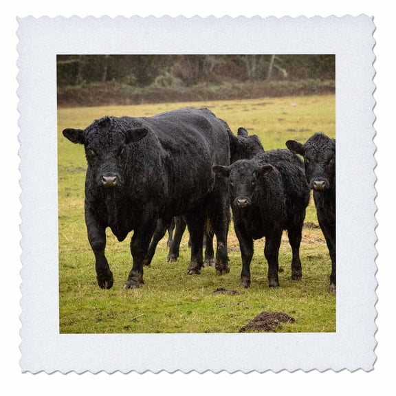3dRose, Skagit Valley, Washington State. Cows in the rain., 8x8 inch quilt square