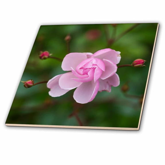 3dRose, Small pink rose flower dark green background, 4 Inch Ceramic Tile