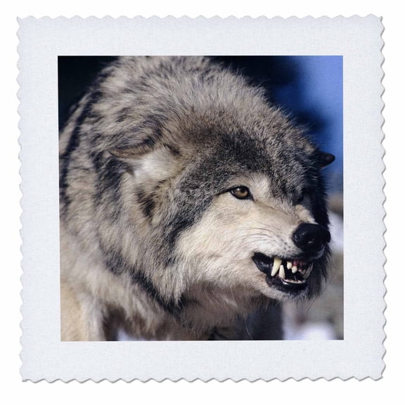 3dRose, Snarling Gray or Timber Wolf - NA02 HGA0004 - Howie Garber, 10x10 inch quilt square