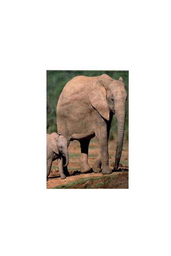 , South Africa, Addo Elephant NP, Baby Elephant-AF42 PSO0143 - Paul Souders, 15x22 Hand Towel