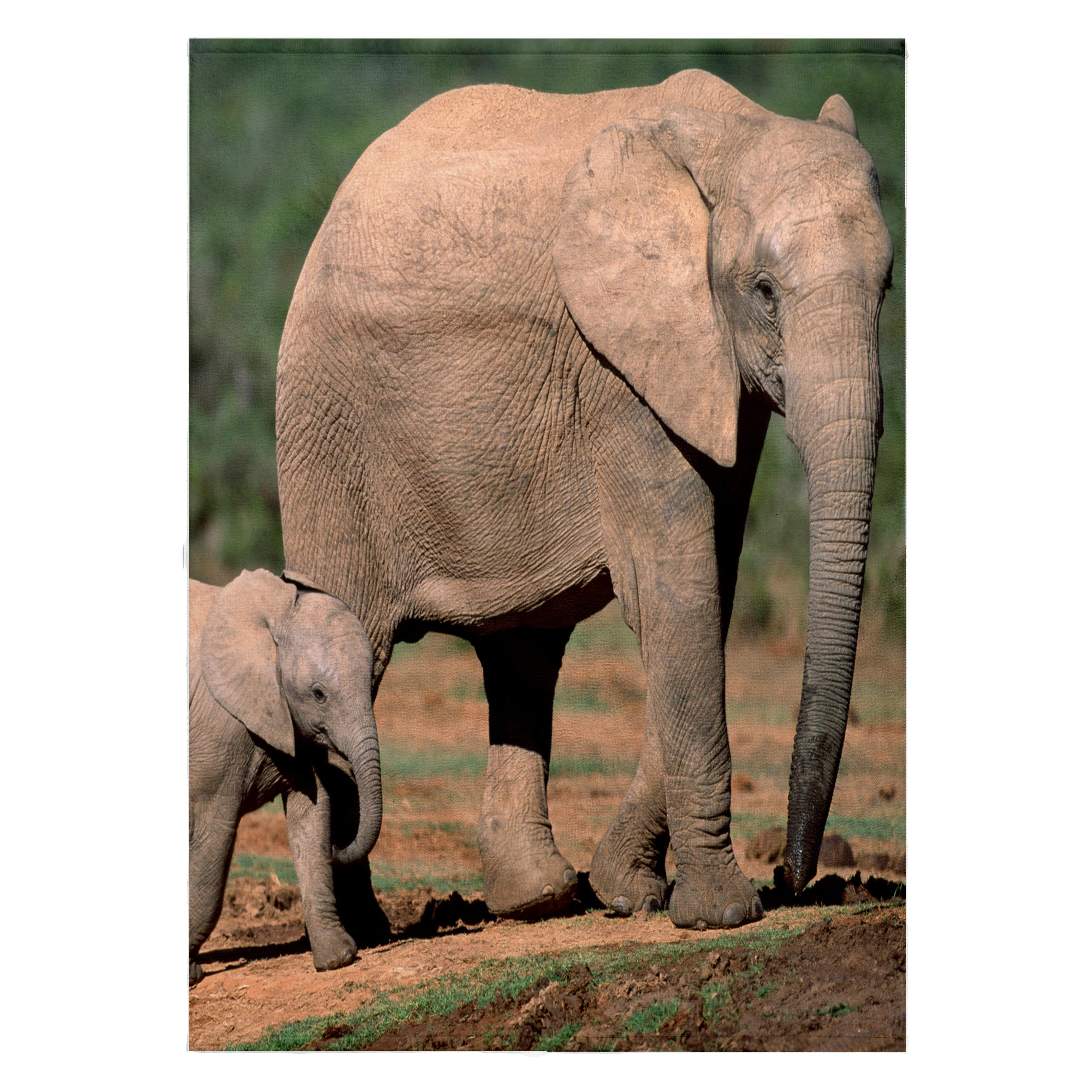 3dRose, South Africa, Addo Elephant NP, Baby Elephant-AF42 PSO0143 - Paul Souders, 22x30 Bath Hand Pool Towel