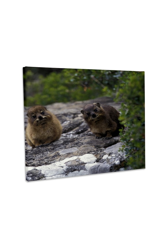 , South Africa, Cape of Good Hope. Rock Hyrax wildlife-AS42 PSO0008 - Paul Souders, Museum Grade Canvas Wrap 14x11