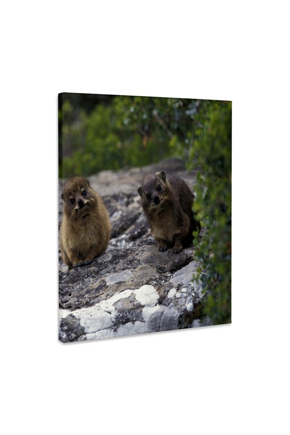 , South Africa, Cape of Good Hope. Rock Hyrax wildlife-AS42 PSO0008 - Paul Souders, Museum Grade Canvas Wrap 8x10