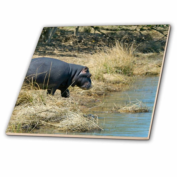 3dRose, South Africa, KwaZulu Natal, Wetlands, hippo-AF42 JEN0041 - Jim Engelbrecht, 8 Inch Ceramic Tile