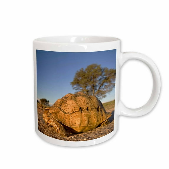 3drose, South Africa, Leopard Tortoise, Kalahari Desert-af42 Pso0222 - Paul Souders, 11oz Mug