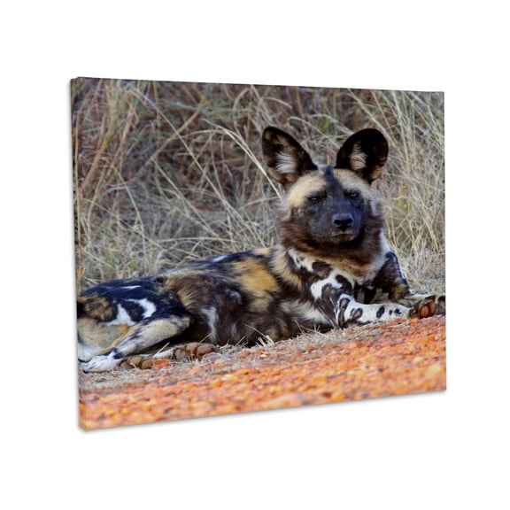 3dRose, South Africa, Madikwe Game Reserve, African Wild Dog-AF42 KWI0013 - Kymri Wilt, Museum Grade Canvas Wrap 14x11