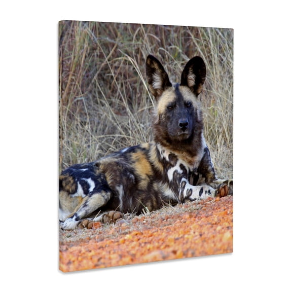 3dRose, South Africa, Madikwe Game Reserve, African Wild Dog-AF42 KWI0013 - Kymri Wilt, Museum Grade Canvas Wrap 16x20