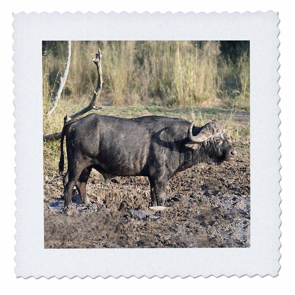 3dRose, South African Buffalo in mud side view, 12x12 inch quilt square