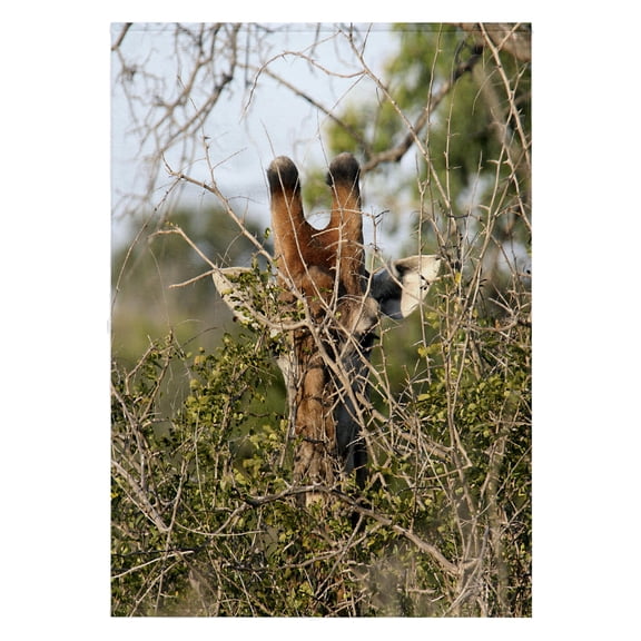3dRose, South African Giraffe head face in the trees, 22x30 Bath Hand Pool Towel