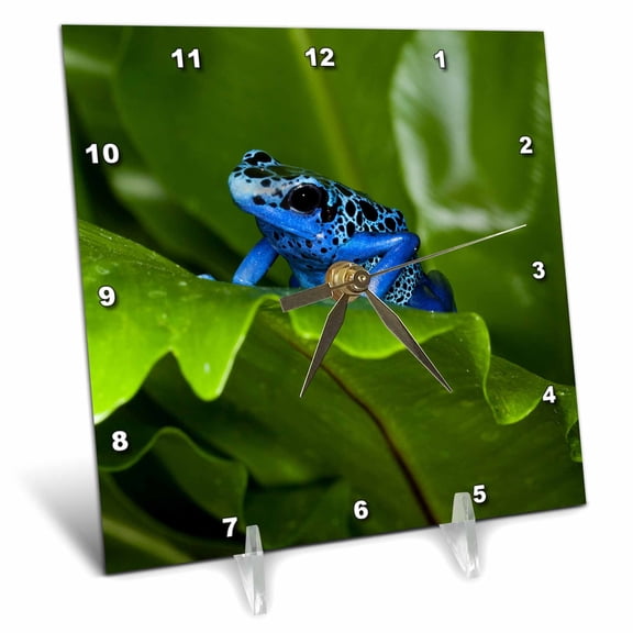 3dRose, South America, Suriname. Blue dart frog on leaf., 6x6 Desk Clock