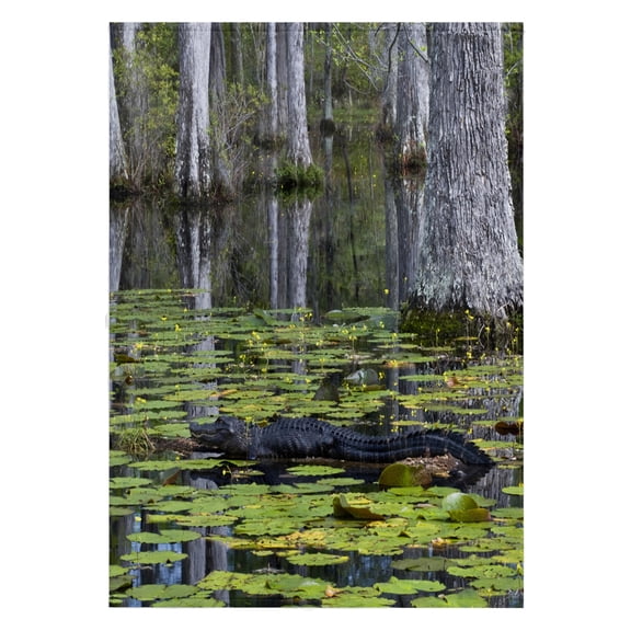 3dRose, South Carolina, Cypress Gardens. Alligator, swamp - US41 BJA0009 - Jaynes Gallery, 22x30 Bath Hand Pool Towel