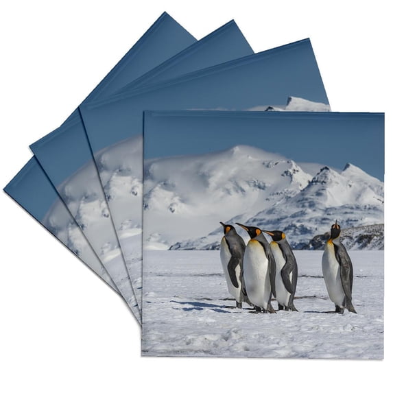 3drose, South Georgia Island. King Penguins Walk on Shore of Salisbury Plain, Set of 4 Ceramic Tile Coasters