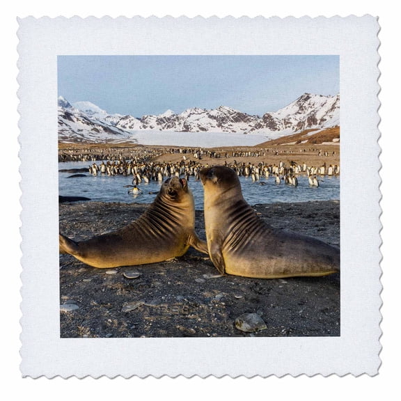 3dRose, South Georgia, St. Andrews Bay. Elephant seal pups and king penguins., 10x10 inch quilt square