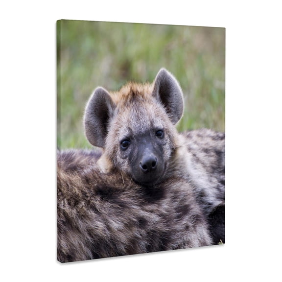 3dRose, Spotted Hyena wildlife, Maasai Mara, Kenya - AF21 AJE0761 - Adam Jones, Museum Grade Canvas Wrap 16x20