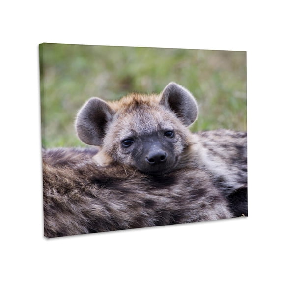 3dRose, Spotted Hyena wildlife, Maasai Mara, Kenya - AF21 AJE0761 - Adam Jones, Museum Grade Canvas Wrap 20x16