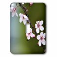 thumbnail image 1 of 3dRose, Spring is Here- Cherry Blossom Flowers- Floral Photography, single toggle switch, 1 of 1