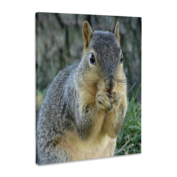 3dRose, Squirrel Eating Acorns Photographed by Angelandspot, Museum Grade Canvas Wrap 8x10