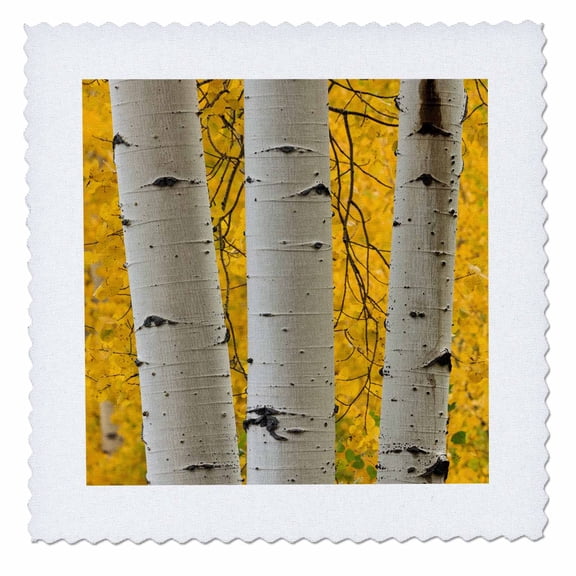 3dRose, Stand of aspen trees in fall color, Uncompahgre NF, Colorado, 10x10 inch quilt square