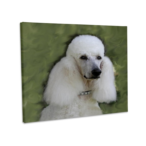 3dRose, Standard Poodle, Museum Grade Canvas Wrap 14x11