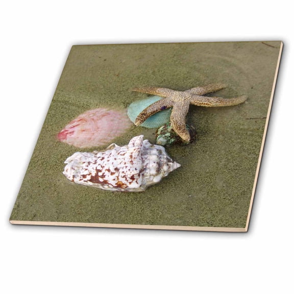 3dRose, Star Fish n Sea Shells, 12 Inch Ceramic Tile