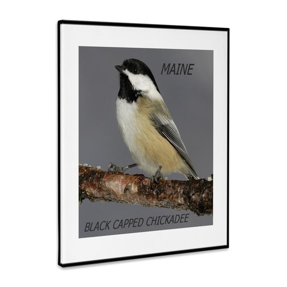 3dRose, State Bird Of Maine Black Capped Chickadee, Museum Grade Canvas Wrap 11x14