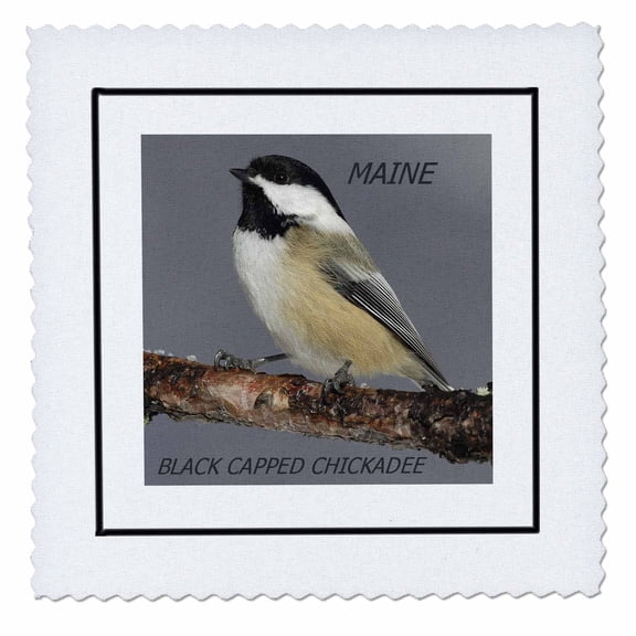3dRose, State Bird Of Maine Black Capped Chickadee, 6x6 inch quilt square